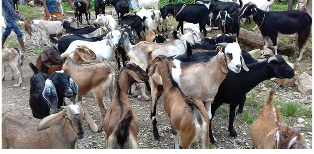 काठमाडौं उपत्यकामा आजदेखि खसीबोकाको स्वास्थ्य परीक्षण हुने